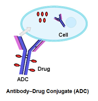 Conjugation Services